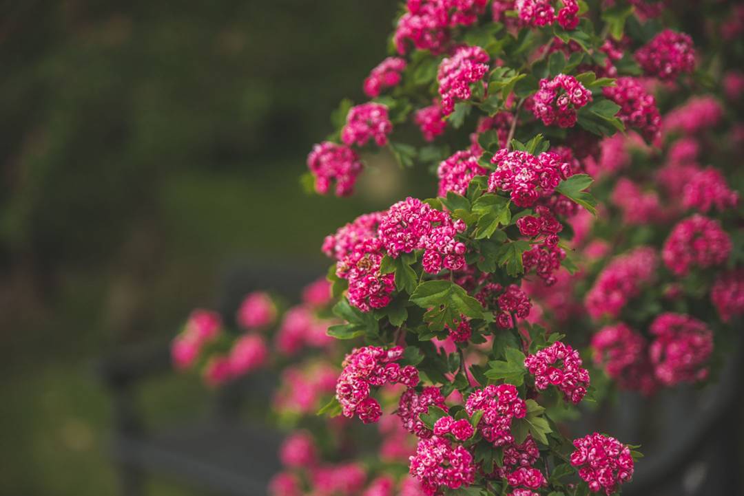 More gorgeous flowers from the gardens of the Palace of Versailles. I’m ...